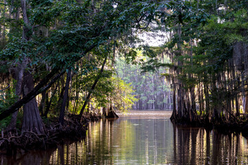 Starr Ditch, South of Channel, Caddo Lake, Texas