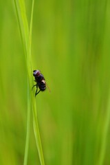Fly among the blades of green grass