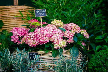Flowers store. Blooming pink hydrangea in wooden decorative pot in flower market window. Sale of flowers plants. Price tag on flower with text Hydrangea, price 18 euros and olives tree. Small business