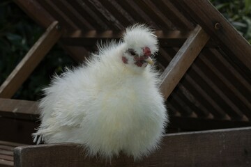 Funny looking white feathered silky fowl.