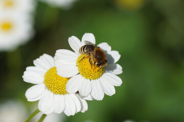 Bee similar to Colletes daviesanus, Colletes fodiens or Colletes similis, family Plasterer bees, polyester bees Colletidae. Flowers of feverfew (Tanacetum parthenium), family Asteraceae. June,  