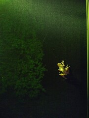 Green frog hunting bugs at night on a screen