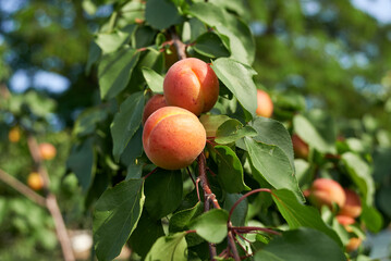 Apricot tree branches with fruits