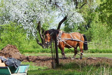 Brown horse plows a piece of land on a farm