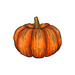 Hand drawn pumpkins, vector illustration, on a white background.