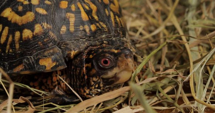 Close up of eastern box turtle
