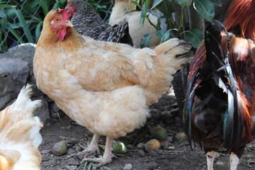 Señora gallina