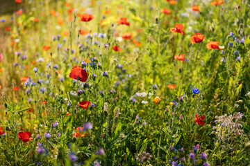 Variety of wild flower in a garden to support bees and other insects
