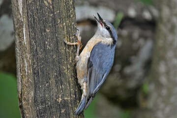 Sittelle torchepot (Sitta europaea), Neuchâtel, Suisse.