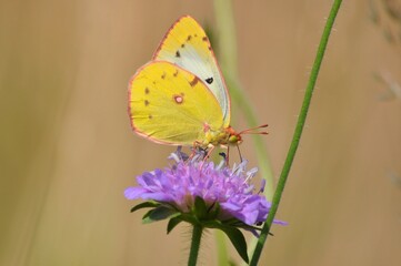 Papillon Soufré femelle (Colias hyale) , Neuchâtel, Suisse.