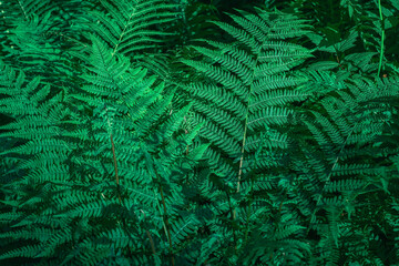 Close-up of green ferns in a botanical garden, perfect natural background from fern leaves. copy space for text. Background or wallpaper idea for eco product presentation or digital composition