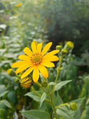 Blooming jerusalem artichoke flower macro photography in autumn day. Earth apple flower with yellow petals close-up photography in fall day.