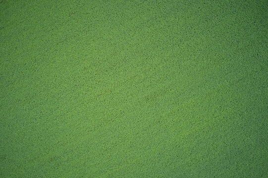 Green grass and top view. Top view of natural grass. Green lawn texture background.