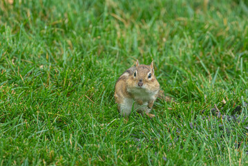 Cute chipmunk in grass with fat cheeks stuffed with sunflower seeds