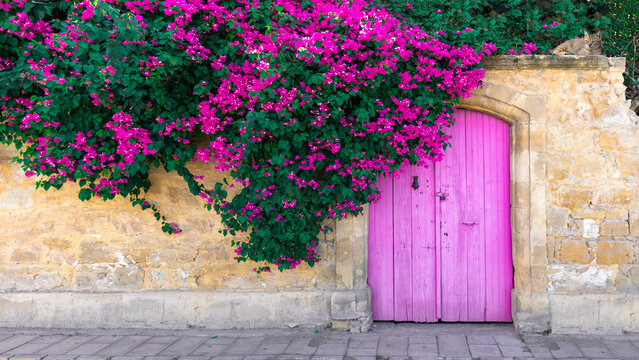 Pink bougainvillea flowers, old wooden door and cute lying cat on stone wall in Cyprus