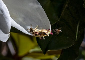 Obraz premium bees pollinating a magnolia flower close up blurred background