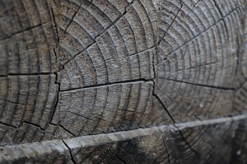 Fototapeta premium texture background / cracked wood 