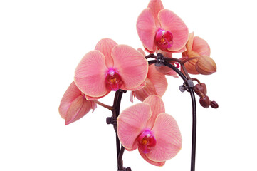 Phalaenopsis orchid. Branch with burgundy pink flowers isolated on white background. Beautiful flowers close up.
