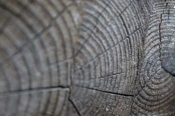 Background texture / cracked wood 
