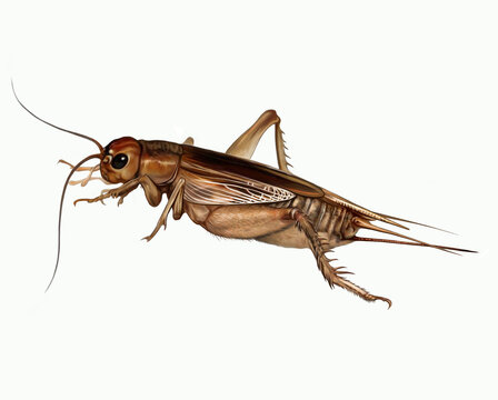 Cricket (Gryllidae)