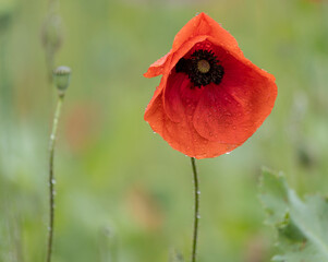 red poppy flower