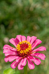 Fototapeta premium Pink zinnia flower with green background