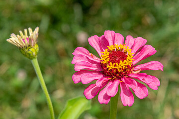 Pink zinnia flower blooming next to unopened bud in garden