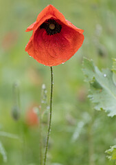 red poppy in a field