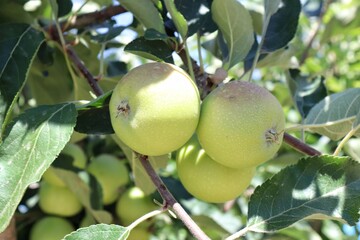 Apple tree with three green apples / malus domestica