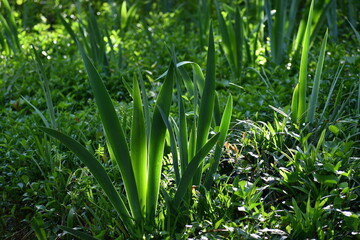 Obraz premium green grass in the morning