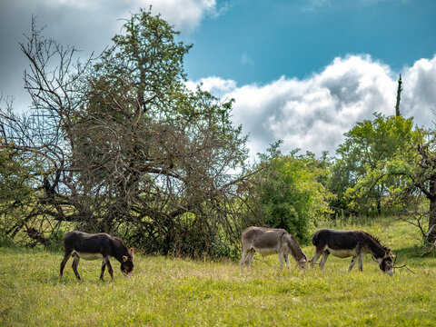 Junge Esel grasen auf der Weide