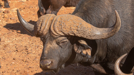 Large Cape or African buffalo bull on a game Fram in South Africa