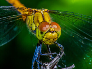 dragonfly 133