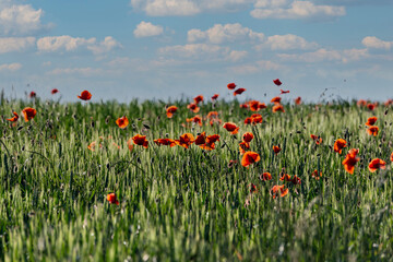 Beautiful field full of poppies, poppies in the cereal.