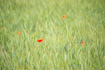 Ears of grain in the field