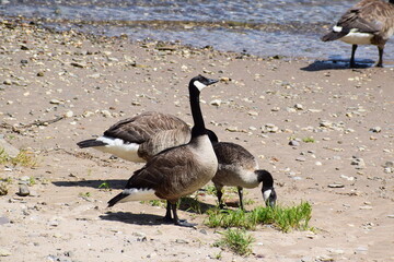 Kanadagänse am Rhein