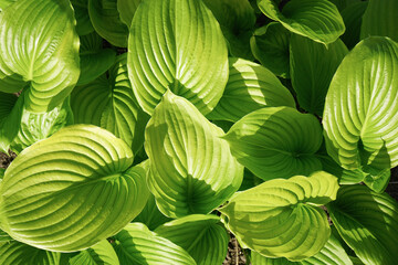 Fototapeta na wymiar The green leaves of Hosta in summer. Decorative garden plant Hosta, top view. Green life concept.