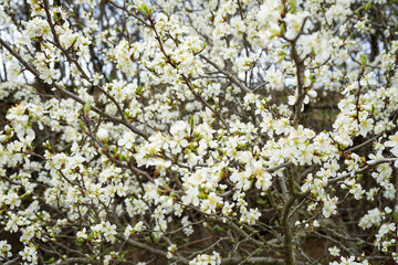 Blossoming tree of an apple-tree. Blossoming fruit tree branches.