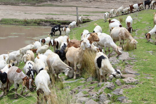 Cabras cominedo