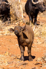 Cape or African buffalo calf on a game farm in South Africa