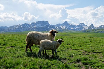 Sheep enjoying the day of pasture in the green fields with snowy mountains in the background Traditional and rural life. Vibrant colors. Culture and lifestyle. 

