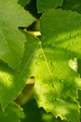 Green grapes leaves with dew drops in summer sunny day.