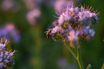 Phacelia tanacetifolia flower with honey bee close up, blooming phacelia, lacy phacelia, purple tansy