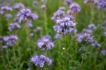 Phacelia tanacetifolia flower blooming in the field. Lacy phacelia, purple tansy farming background
