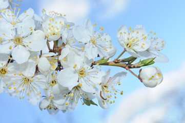 Sunny branch flower on the sky background