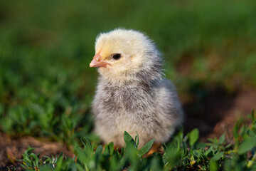 Newborn chick on green grass close up. Cute little chicken natural background