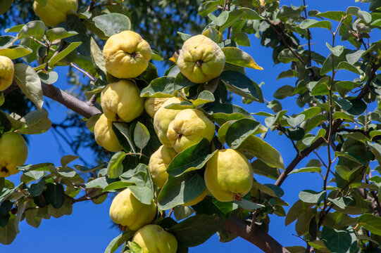 Cydonia oblonga quince ripening on the tree, fruits hanging on branches in orchard before harvest
