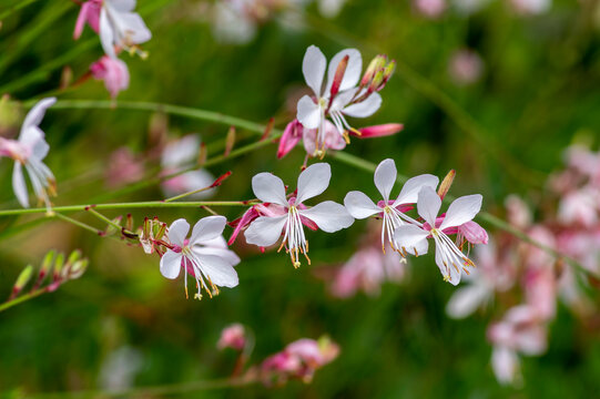 Gaura lindheimeri clockweed beeblossom Whirling Butterflies white flowers petals in bloom, long flowering indian feather plants
