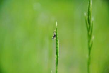 Little spider among the green grass