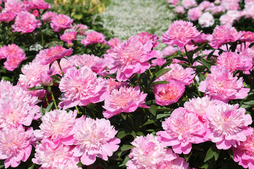Pink double flowers of Paeonia lactiflora (cultivar Coral Pink). Flowering peony in garden